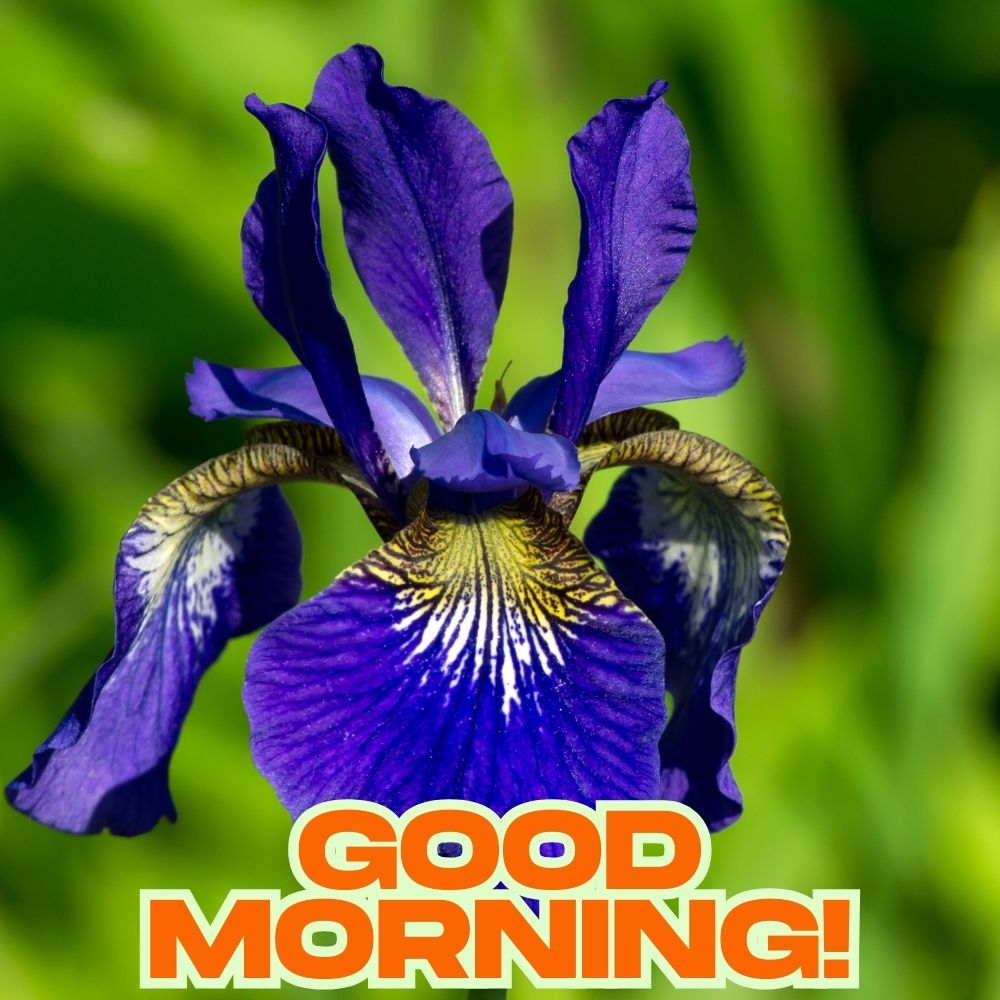 Good Morning Images With Flowers | Good Morning Images With Flowers quotes and wishes