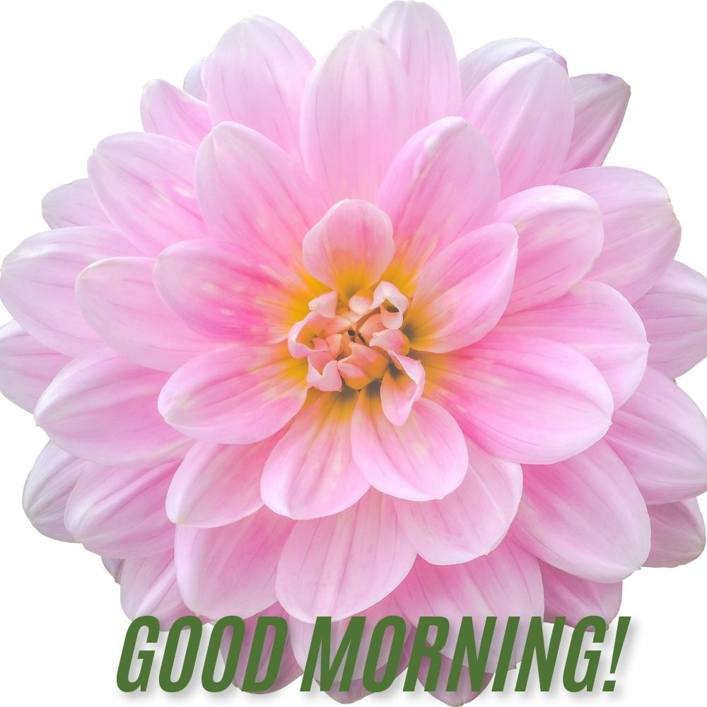 Good Morning Images With Flowers | Good Morning Images With Flowers quotes and wishes