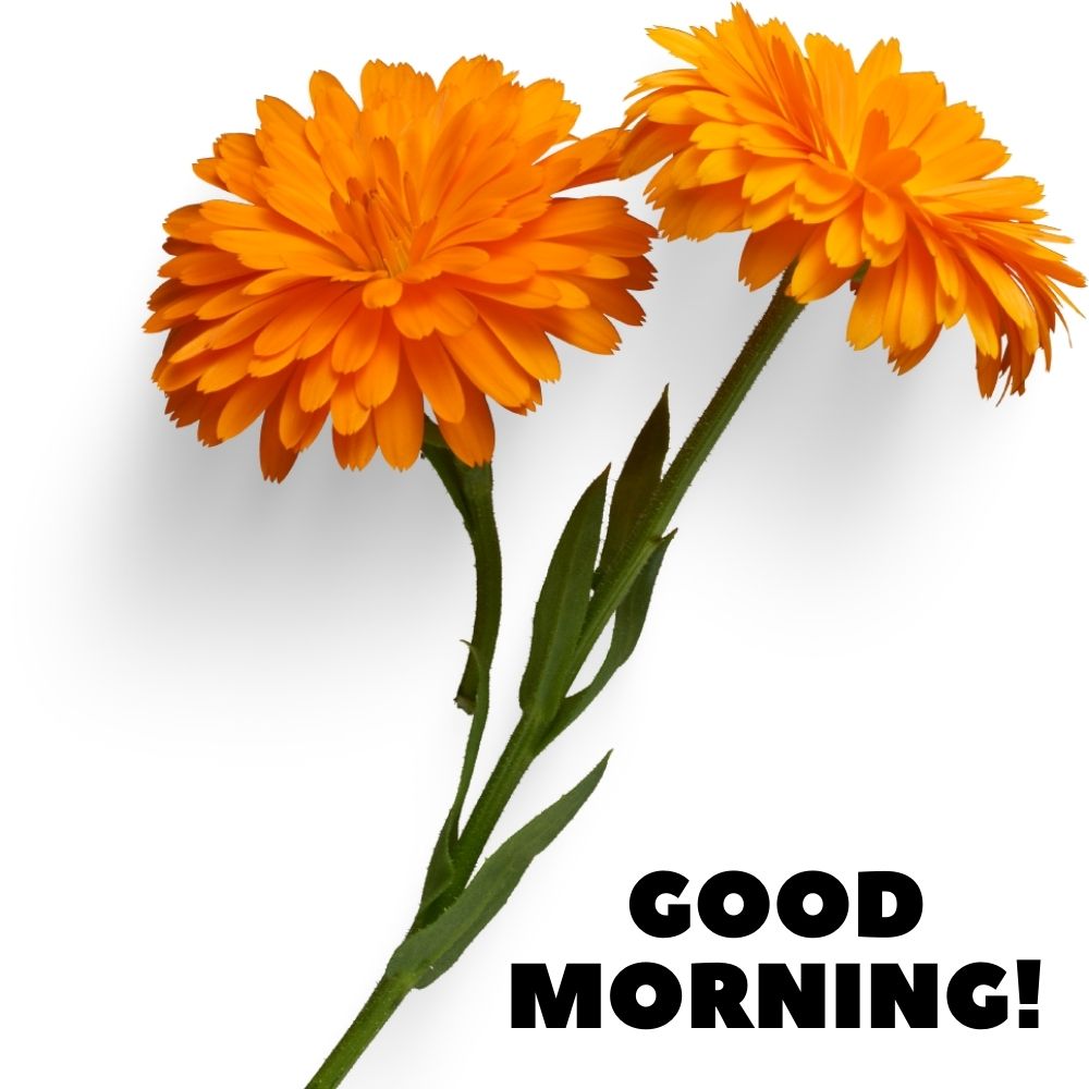 Good Morning Images With Flowers | Good Morning Images With Flowers quotes and wishes