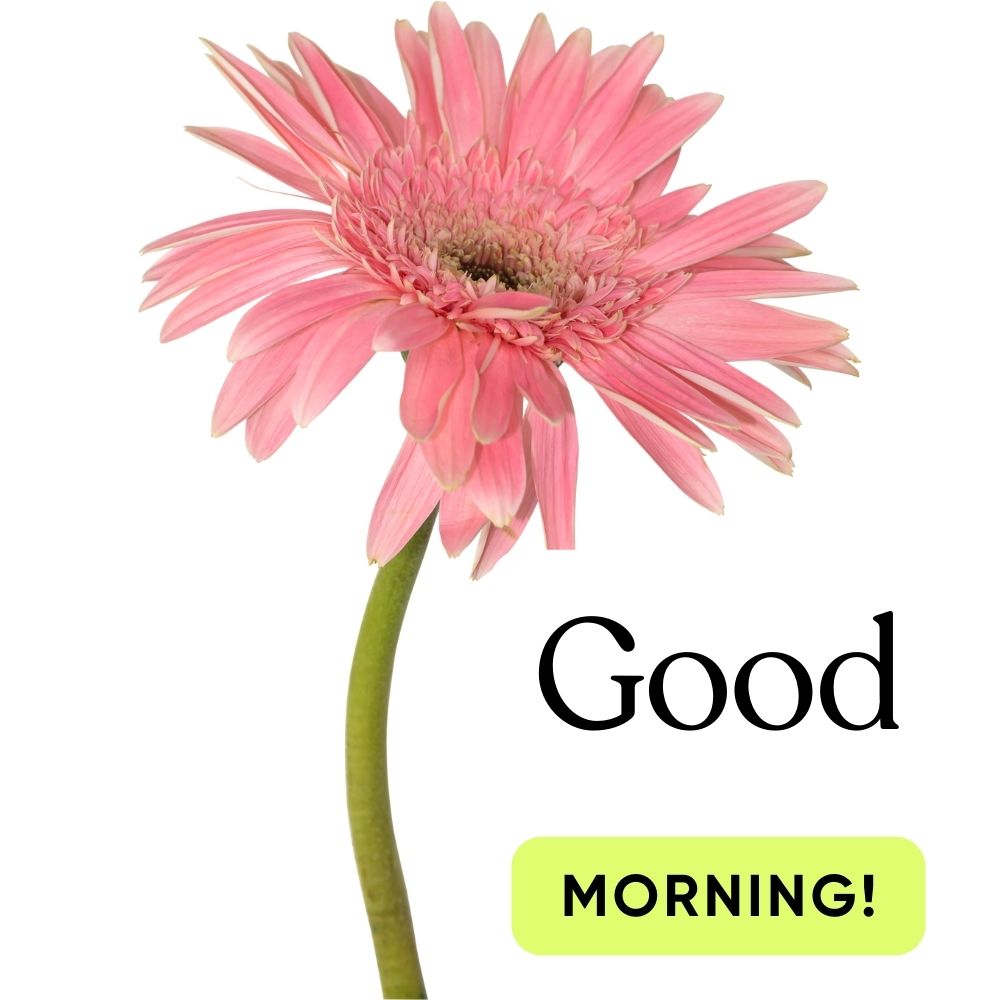 Good Morning Images With Flowers | Good Morning Images With Flowers quotes and wishes