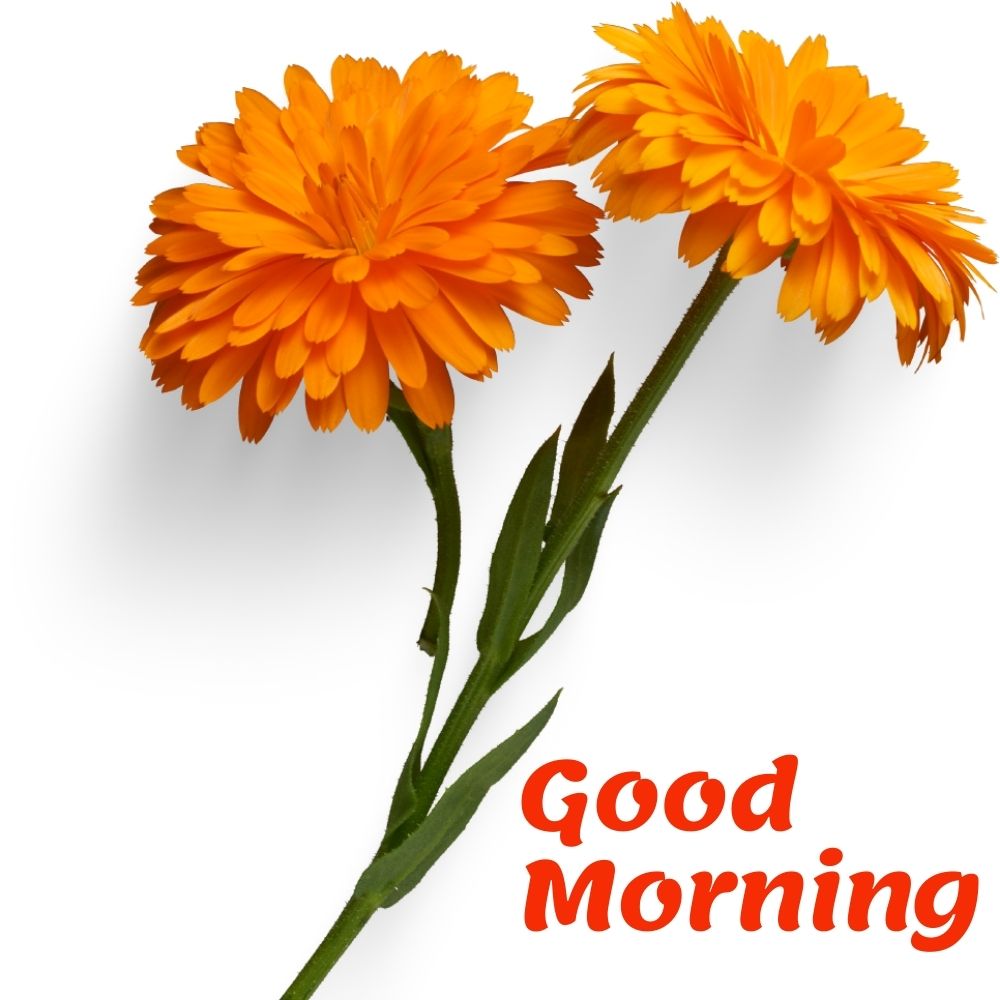 Good Morning Images With Flowers | Good Morning Images With Flowers quotes and wishes