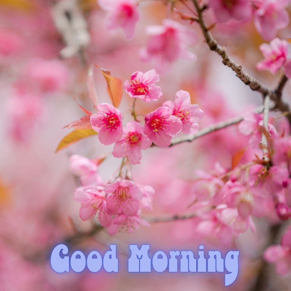 Good Morning Images With Flowers | Good Morning Images With Flowers quotes and wishes