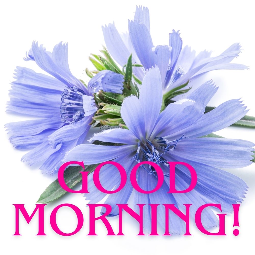 Good Morning Images With Flowers | Good Morning Images With Flowers quotes and wishes