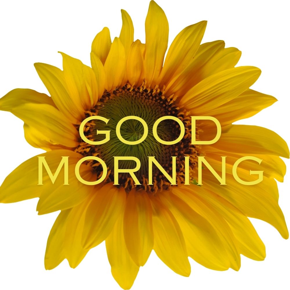 Good Morning Images With Flowers | Good Morning Images With Flowers quotes and wishes