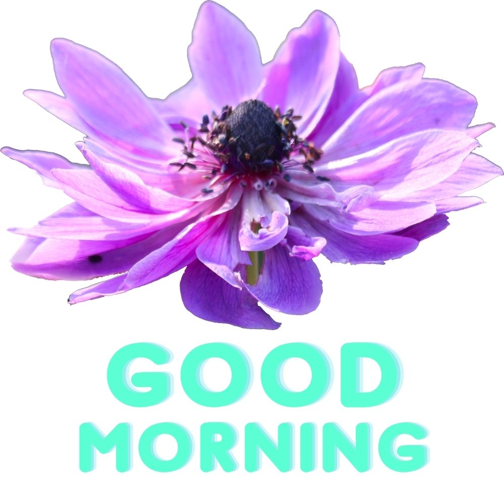 Good Morning Images With Flowers | Good Morning Images With Flowers quotes and wishes
