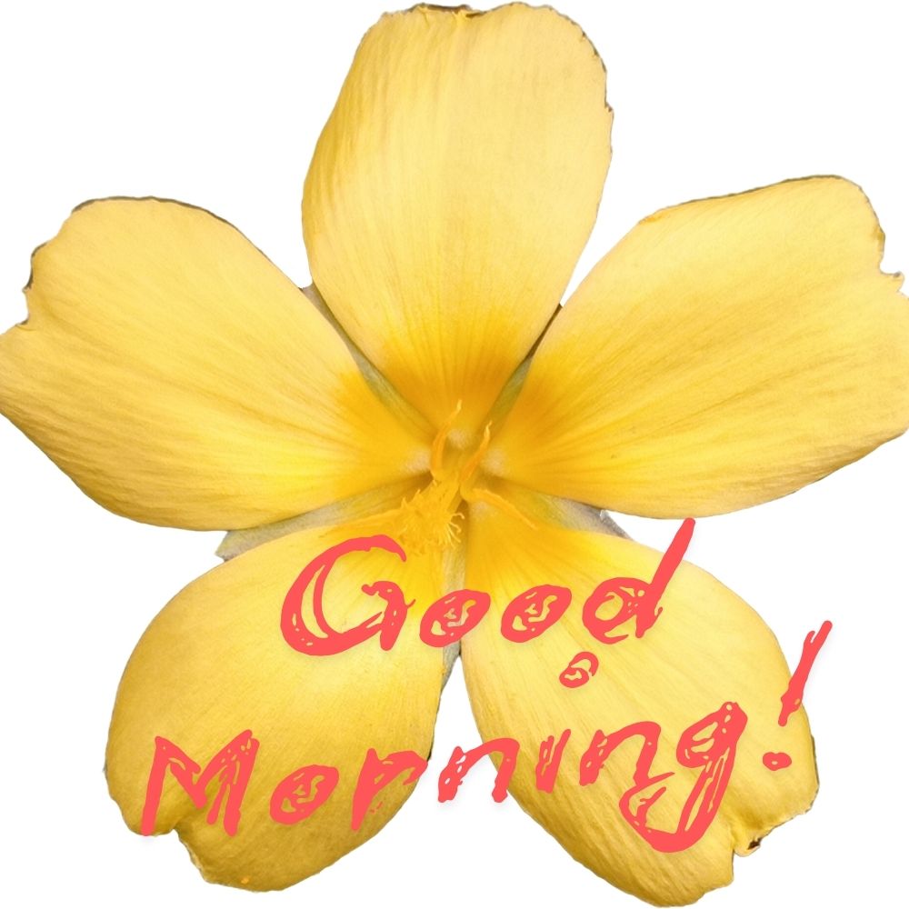 Good Morning Images With Flowers | Good Morning Images With Flowers quotes and wishes