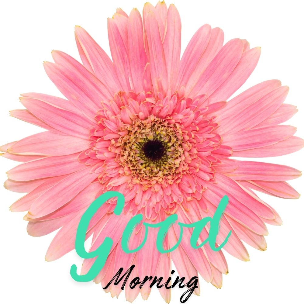 Good Morning Images With Flowers | Good Morning Images With Flowers quotes and wishes