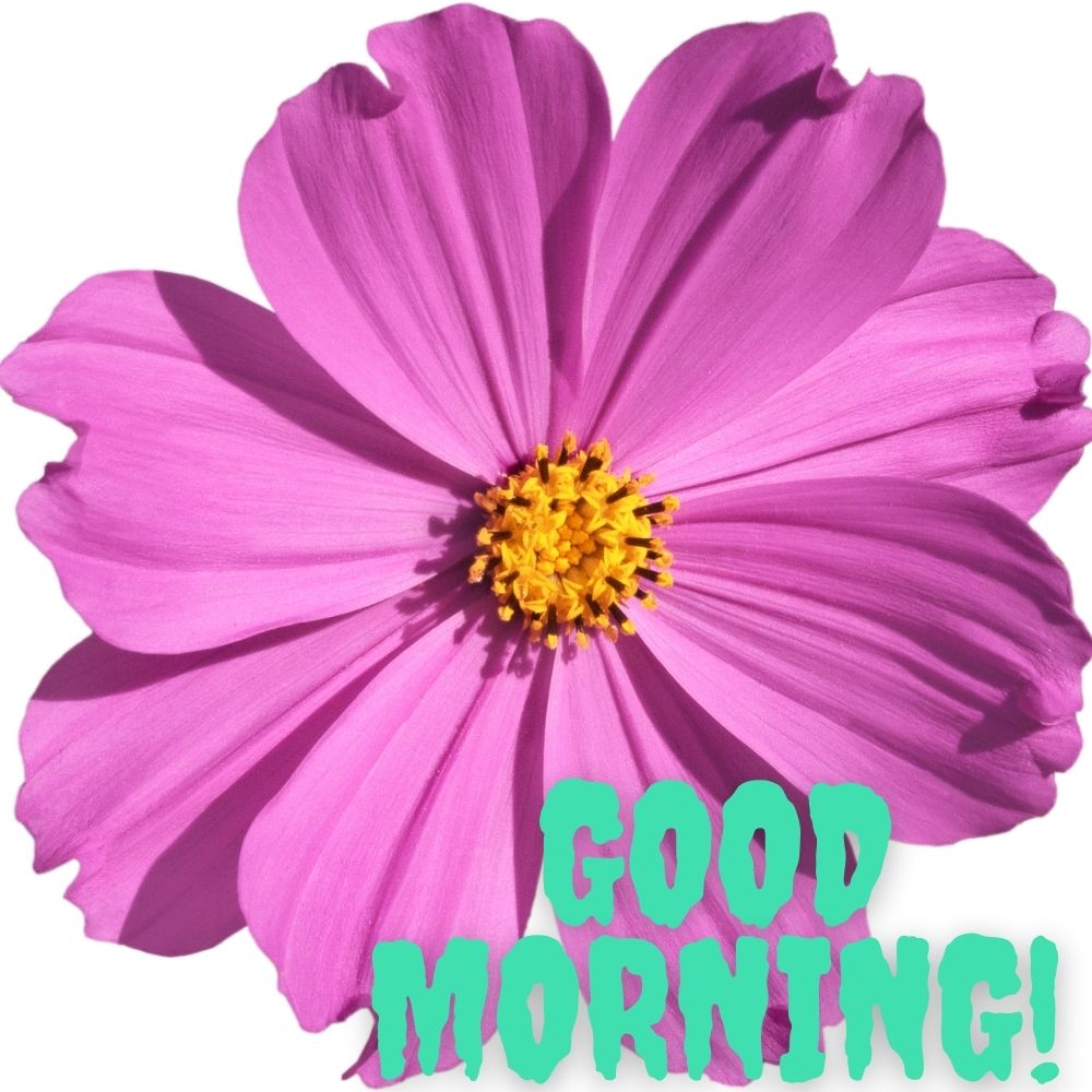 Good Morning Images With Flowers | Good Morning Images With Flowers quotes and wishes