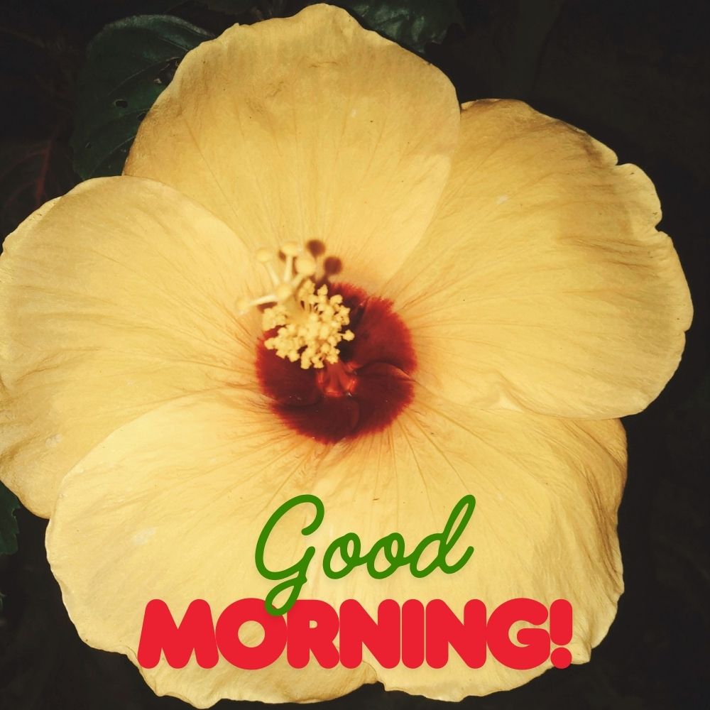 Good Morning Images With Flowers | Good Morning Images With Flowers quotes and wishes