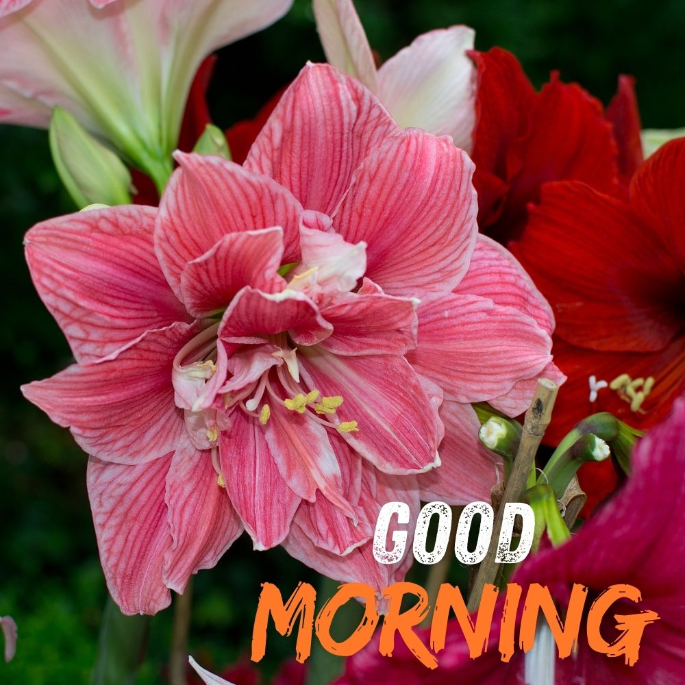Good Morning Images With Flowers | Good Morning Images With Flowers quotes and wishes