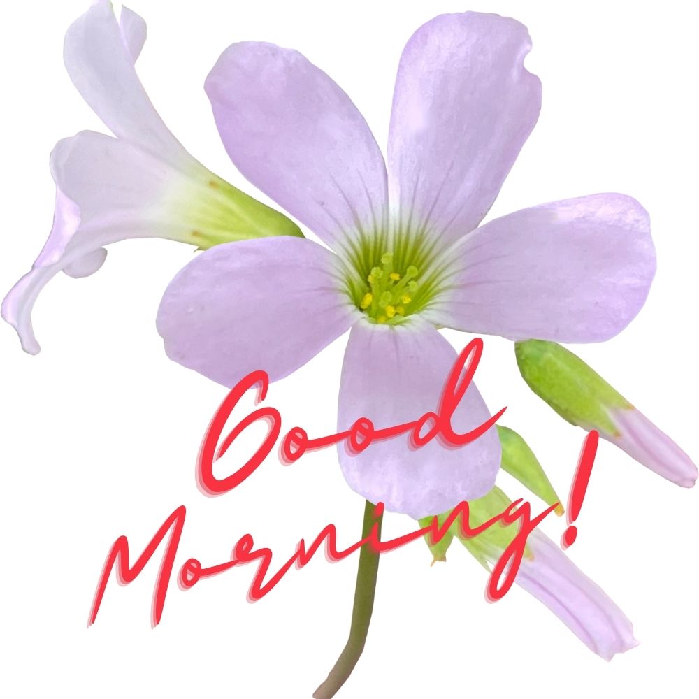 Good Morning Images With Flowers | Good Morning Images With Flowers quotes and wishes