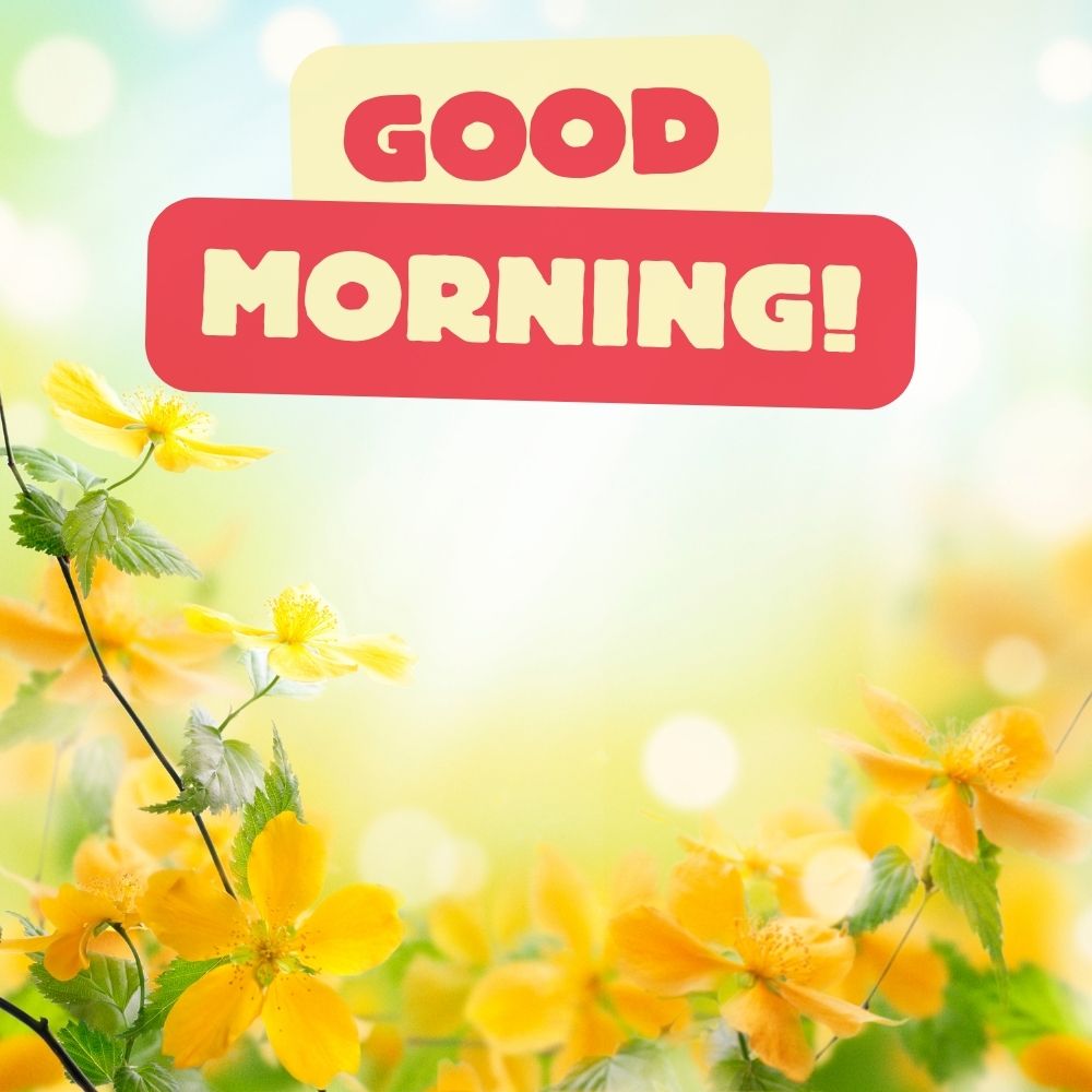 Good Morning Images With Flowers | Good Morning Images With Flowers quotes and wishes