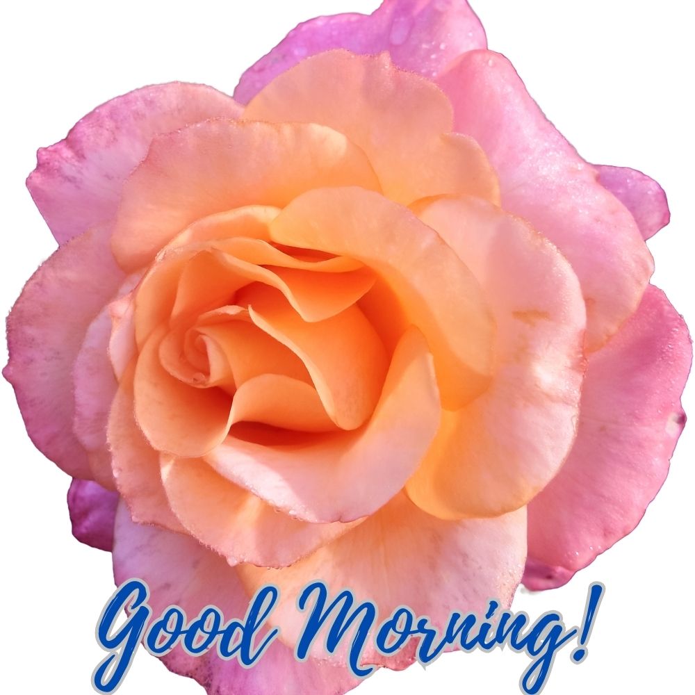 Good Morning Images With Flowers | Good Morning Images With Flowers quotes and wishes