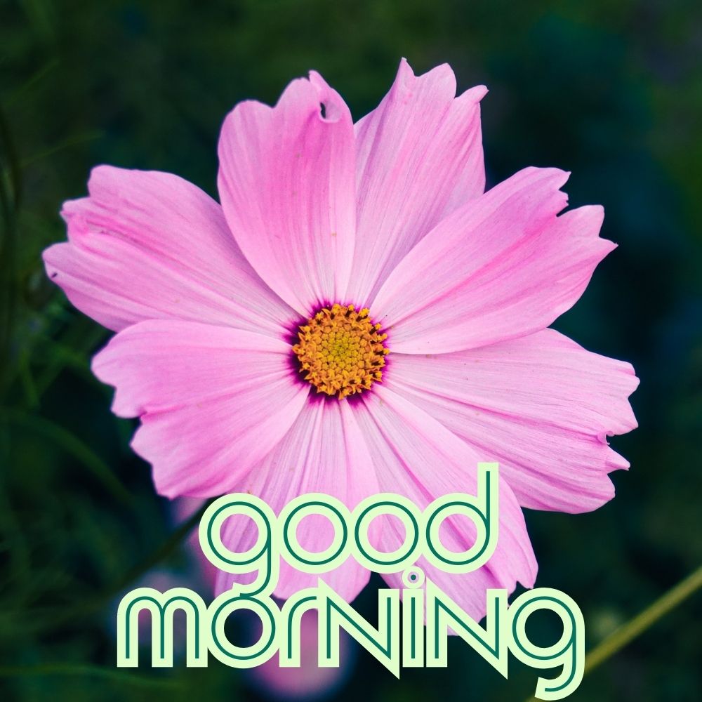 Good Morning Images With Flowers | Good Morning Images With Flowers quotes and wishes