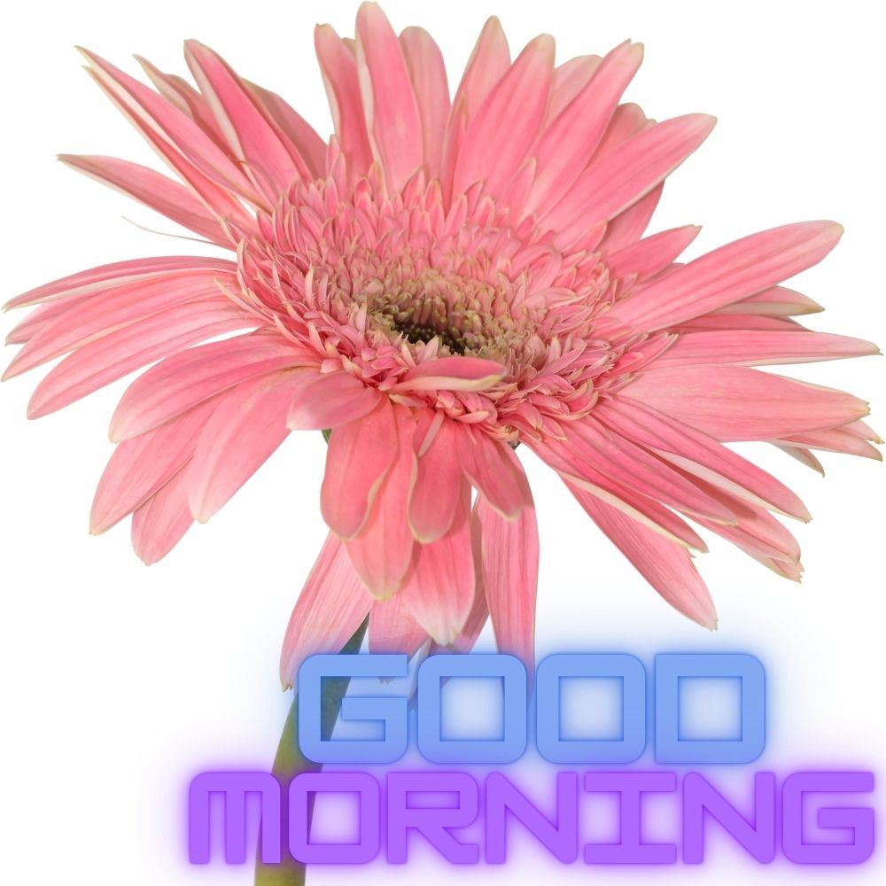 Good Morning Images With Flowers | Good Morning Images With Flowers quotes and wishes