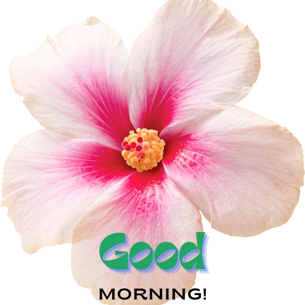 Good Morning Images With Flowers | Good Morning Images With Flowers quotes and wishes