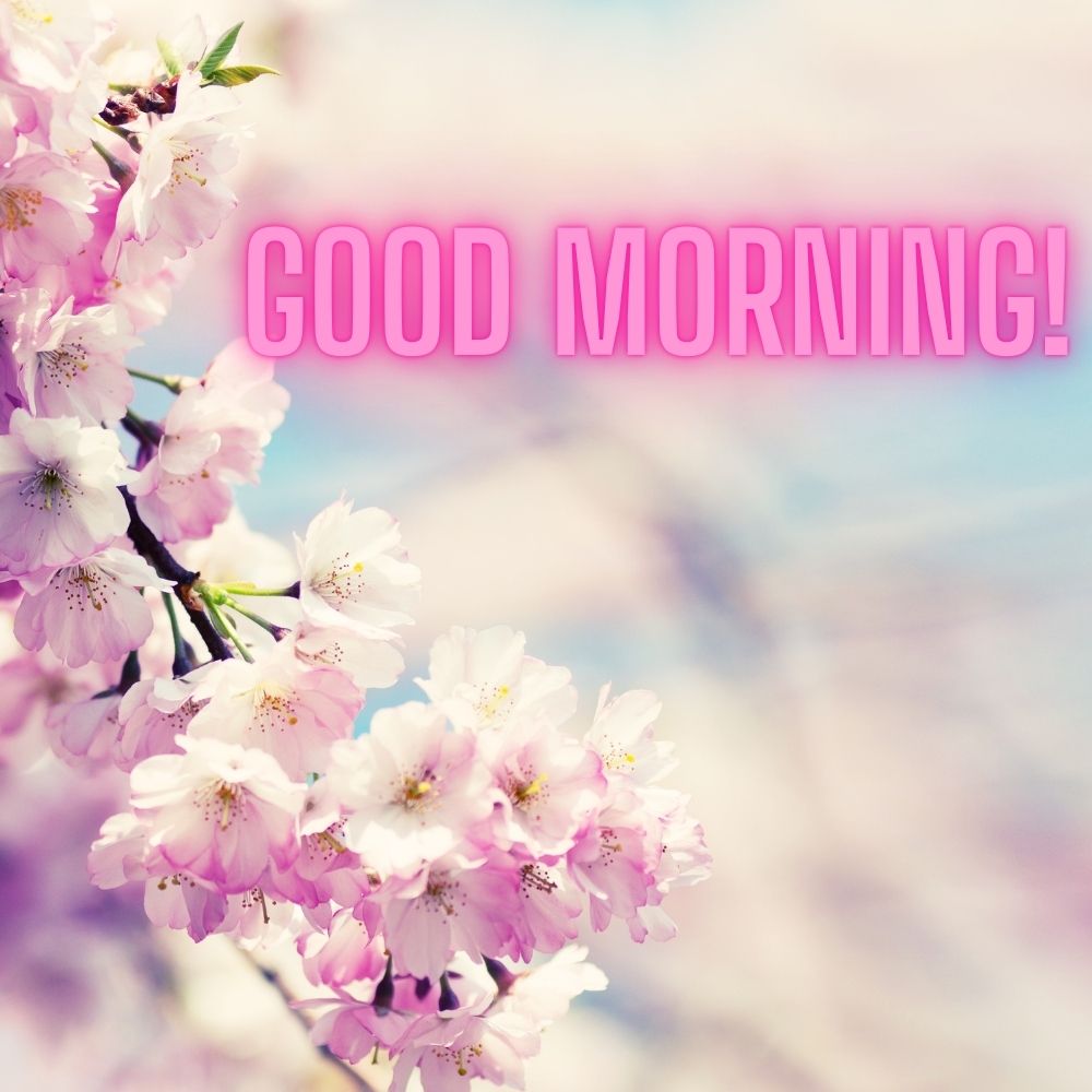 Good Morning Images With Flowers | Good Morning Images With Flowers quotes and wishes