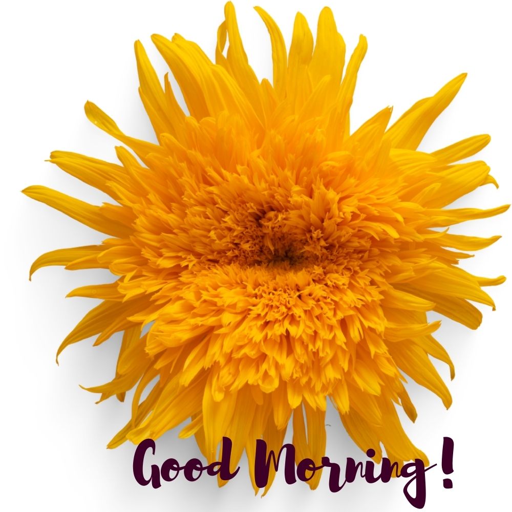 Good Morning Images With Flowers | Good Morning Images With Flowers quotes and wishes