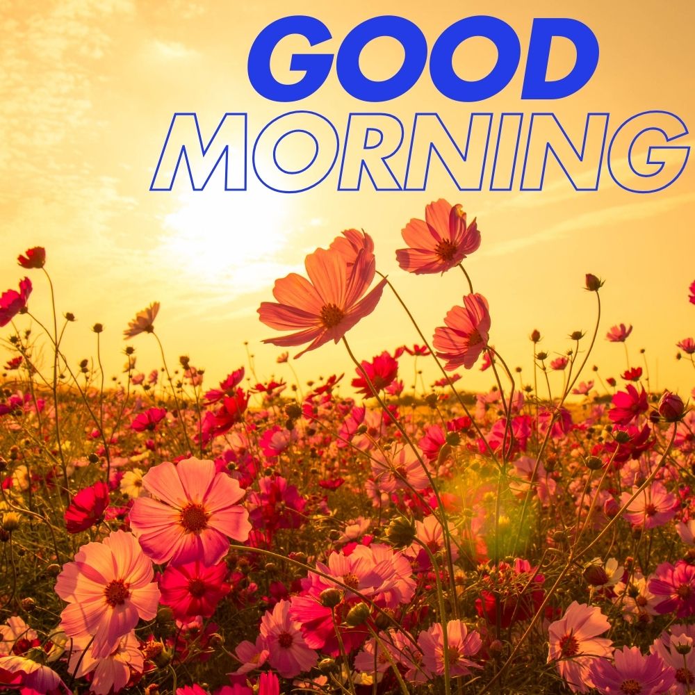 Good Morning Images With Flowers | Good Morning Images With Flowers quotes and wishes