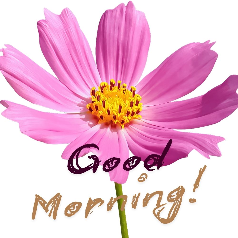 Good Morning Images With Flowers | Good Morning Images With Flowers quotes and wishes