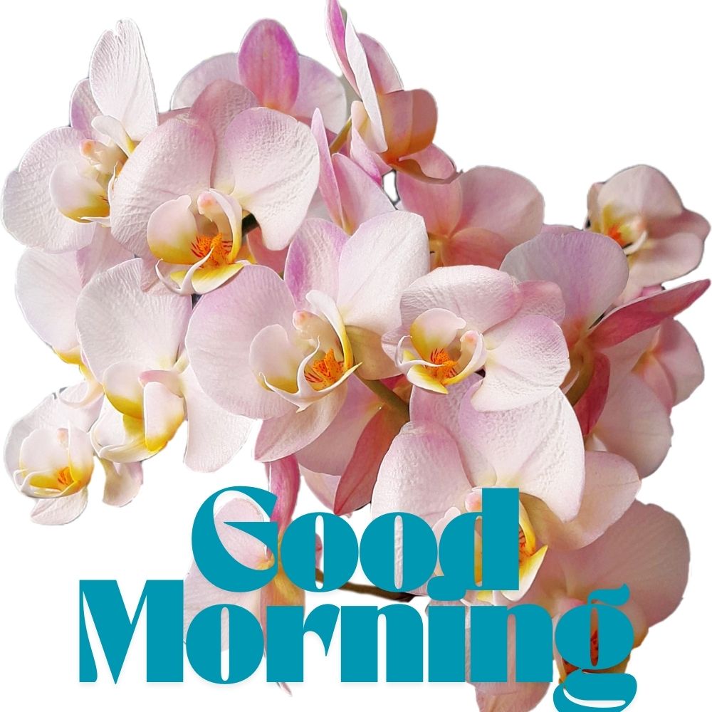 Good Morning Images With Flowers | Good Morning Images With Flowers quotes and wishes