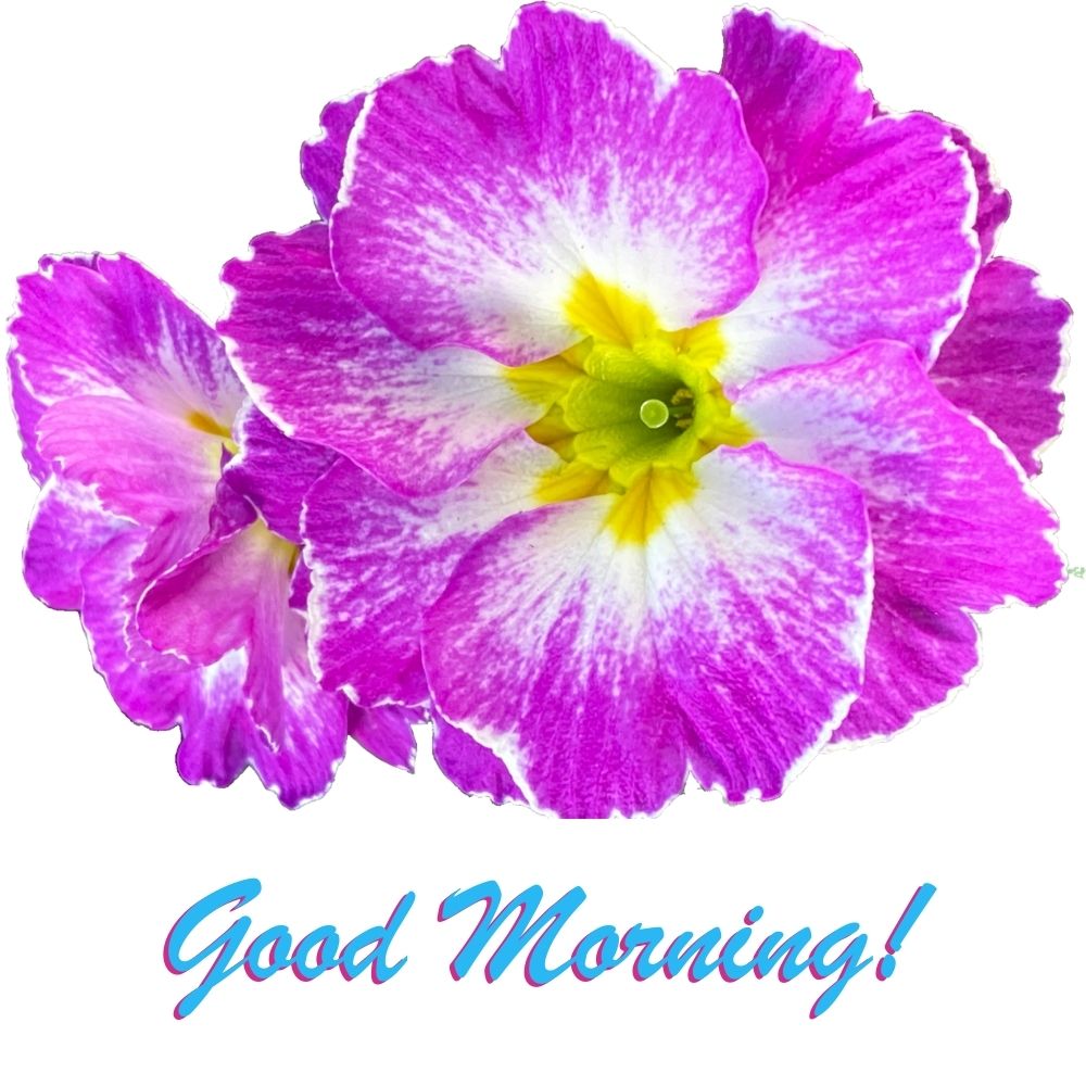 Good Morning Images With Flowers | Good Morning Images With Flowers quotes and wishes