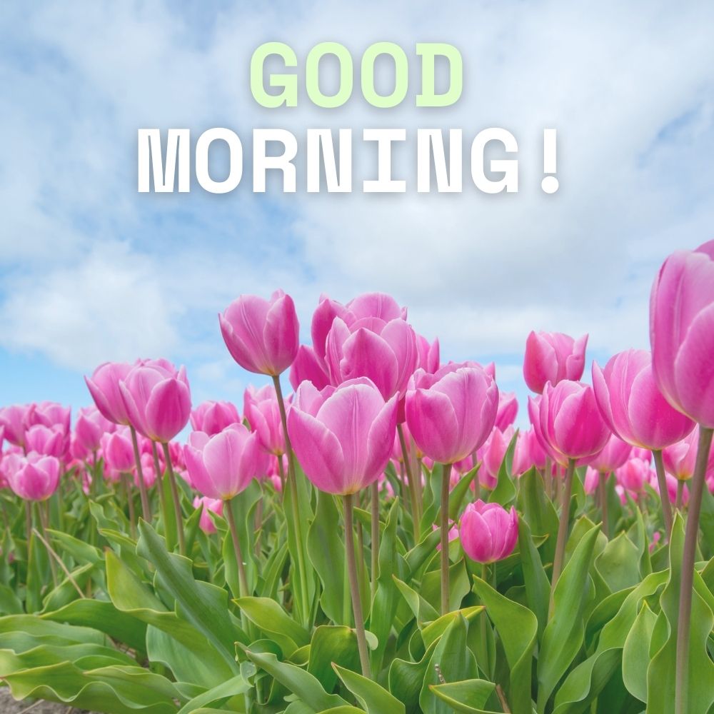 Good Morning Images With Flowers | Good Morning Images With Flowers quotes and wishes