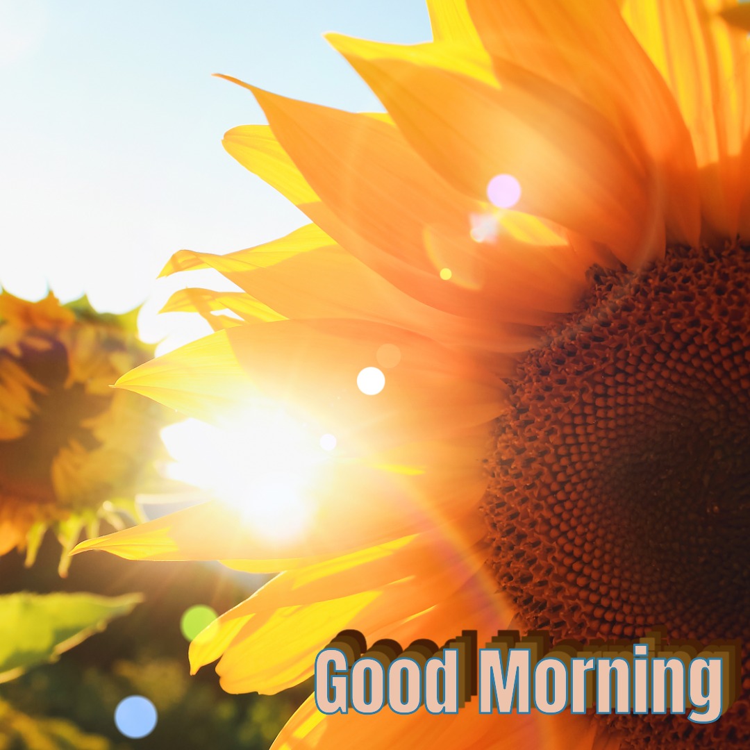 Good Morning Sunshine Image 08 | Good Morning Sunshine Images quotes and wishes