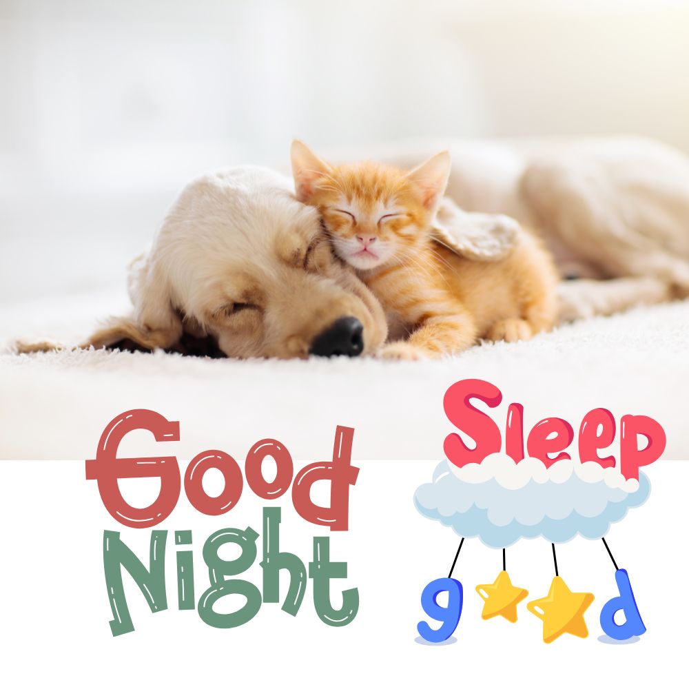 Good Night Images With Dog and Cat | Good Night Images quotes and wishes