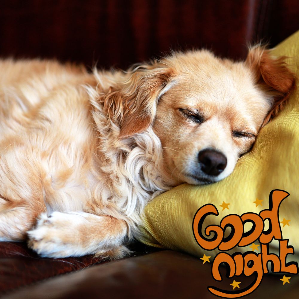 Good Night Images With Dogs | Good Night Images quotes and wishes