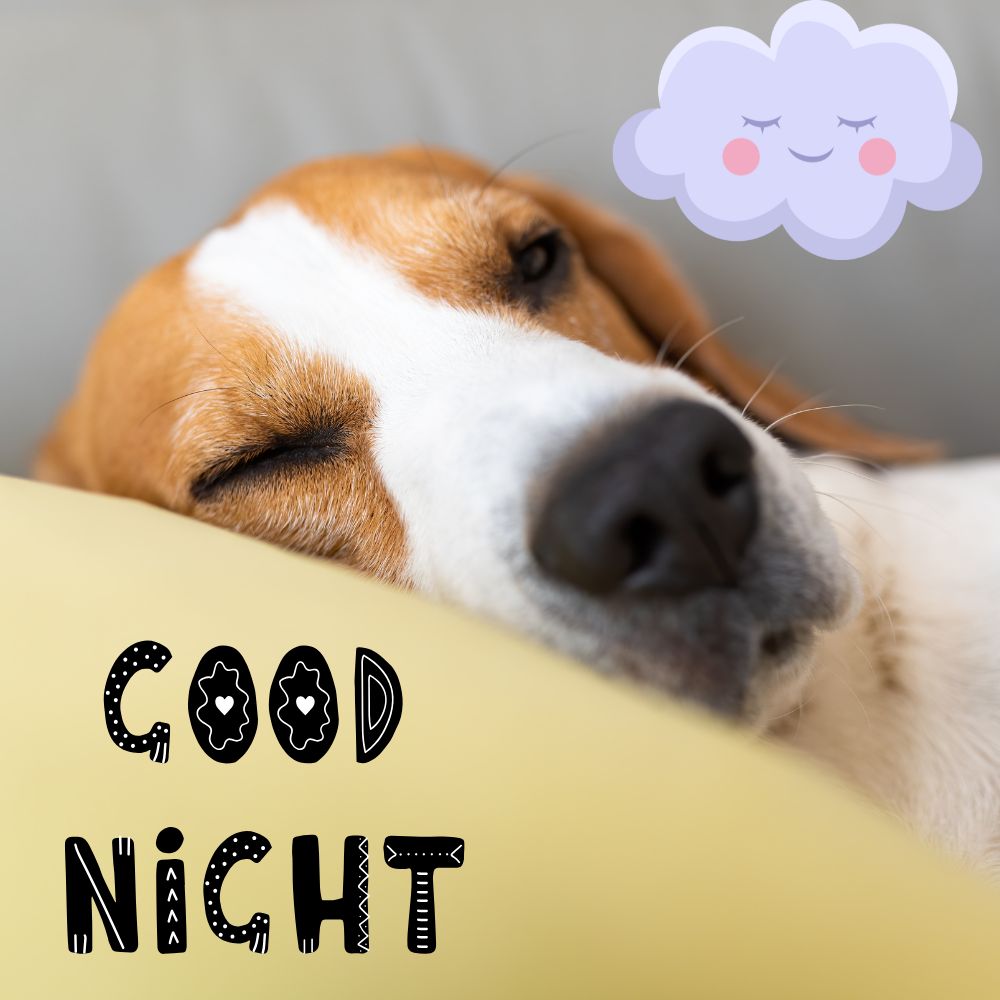 Good Night Images | Good Night Images quotes and wishes