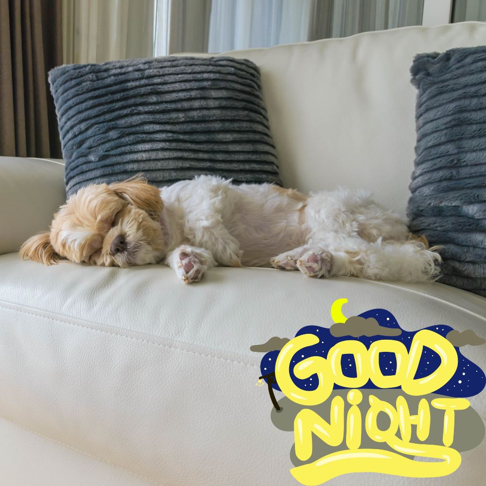 Good Night Images With Dogs | Good Night Images quotes and wishes