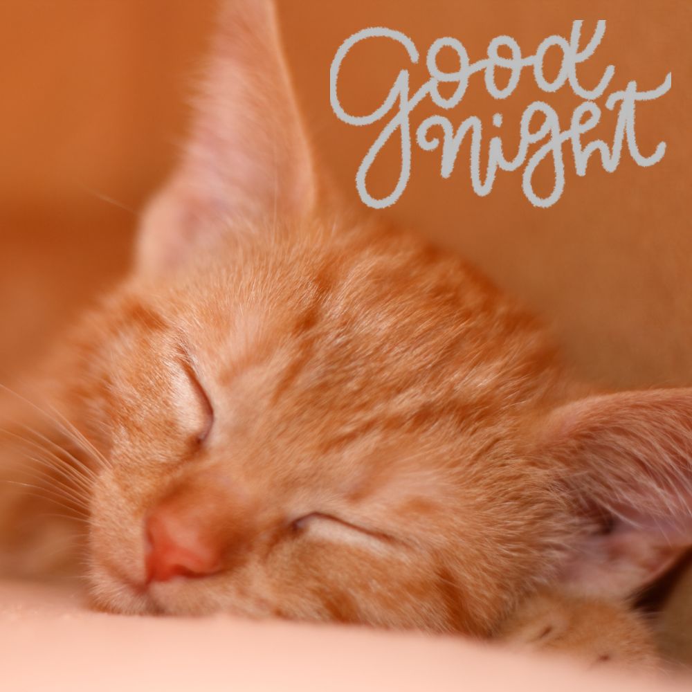 Good Night Images | Good Night Images quotes and wishes