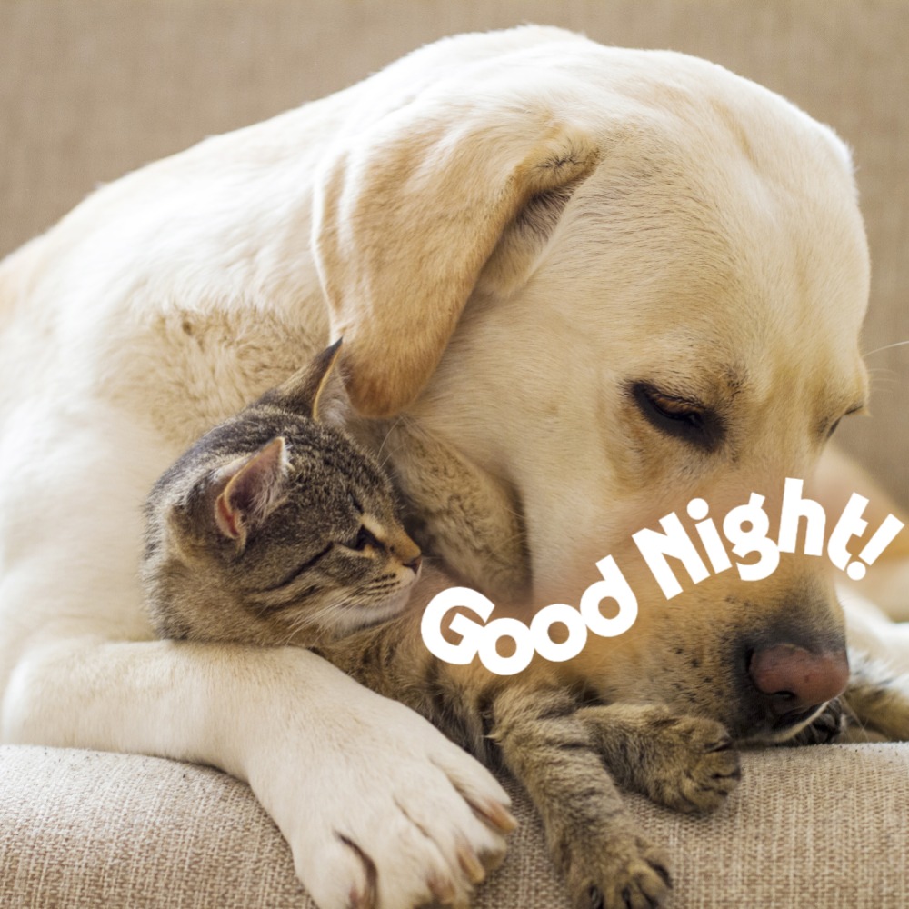 Good Night Images | Good Night Images quotes and wishes