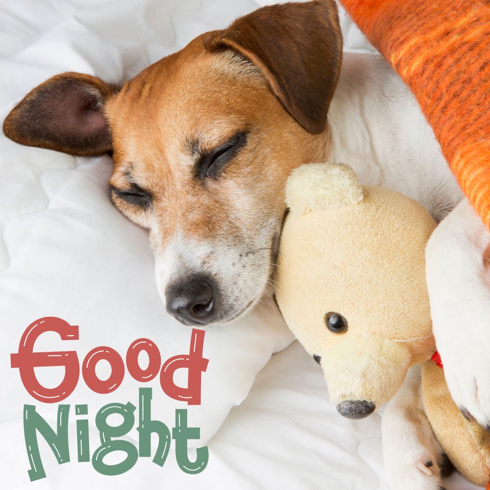Good Night Images | Good Night Images quotes and wishes