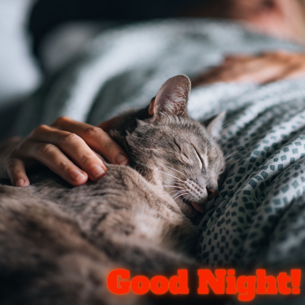Good Night Images | Good Night Images quotes and wishes