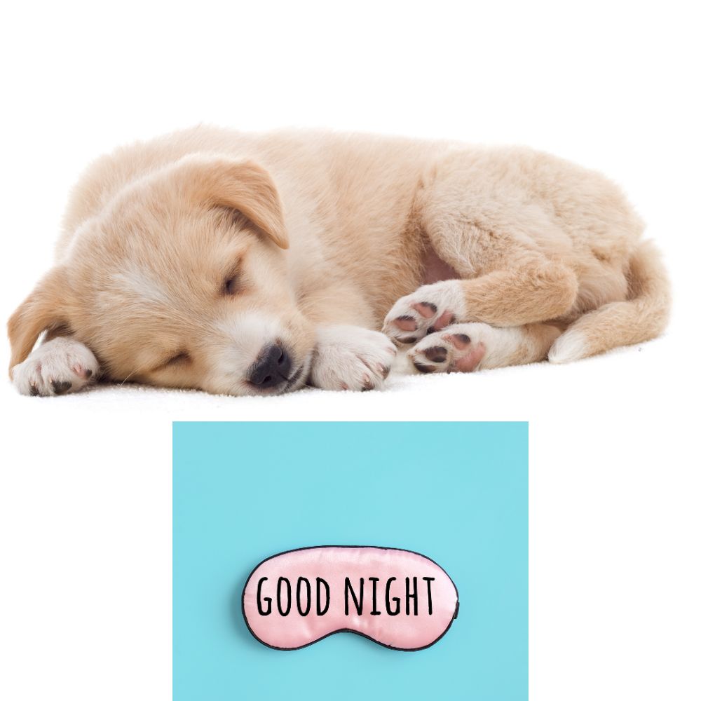 Good Night Images With Dogs | Good Night Images quotes and wishes