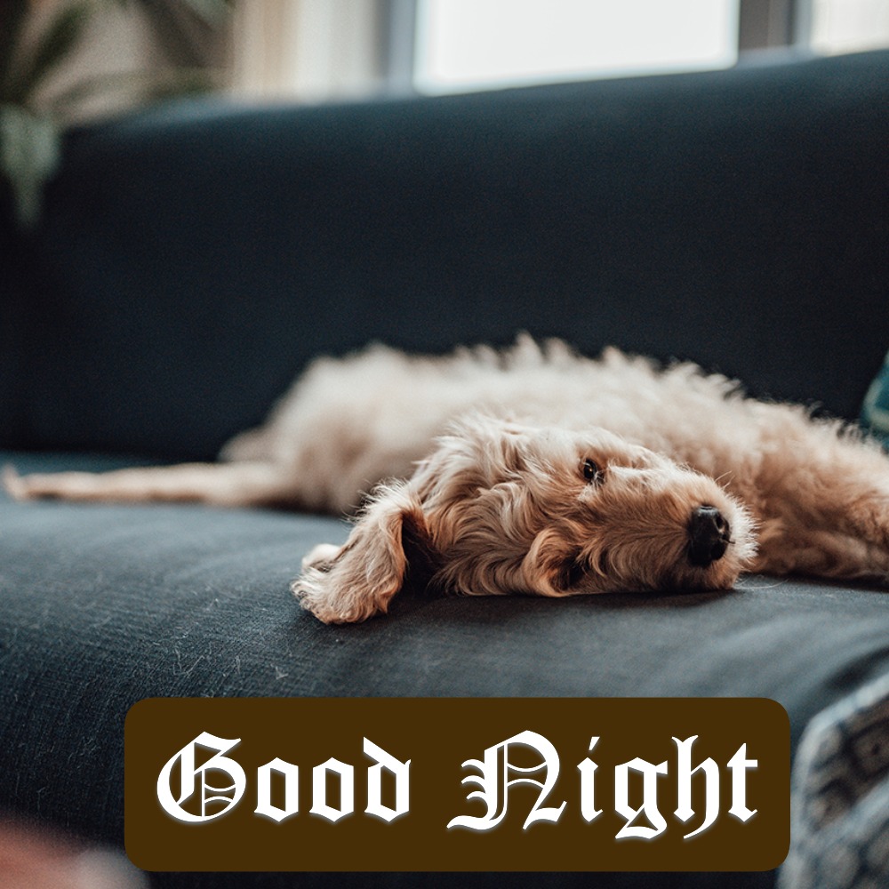 Good Night Images | Good Night Images quotes and wishes