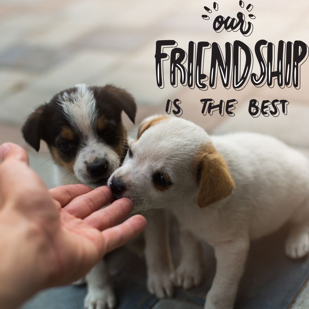Happy Friendship Day Images | Happy Friendship Day Images quotes and wishes