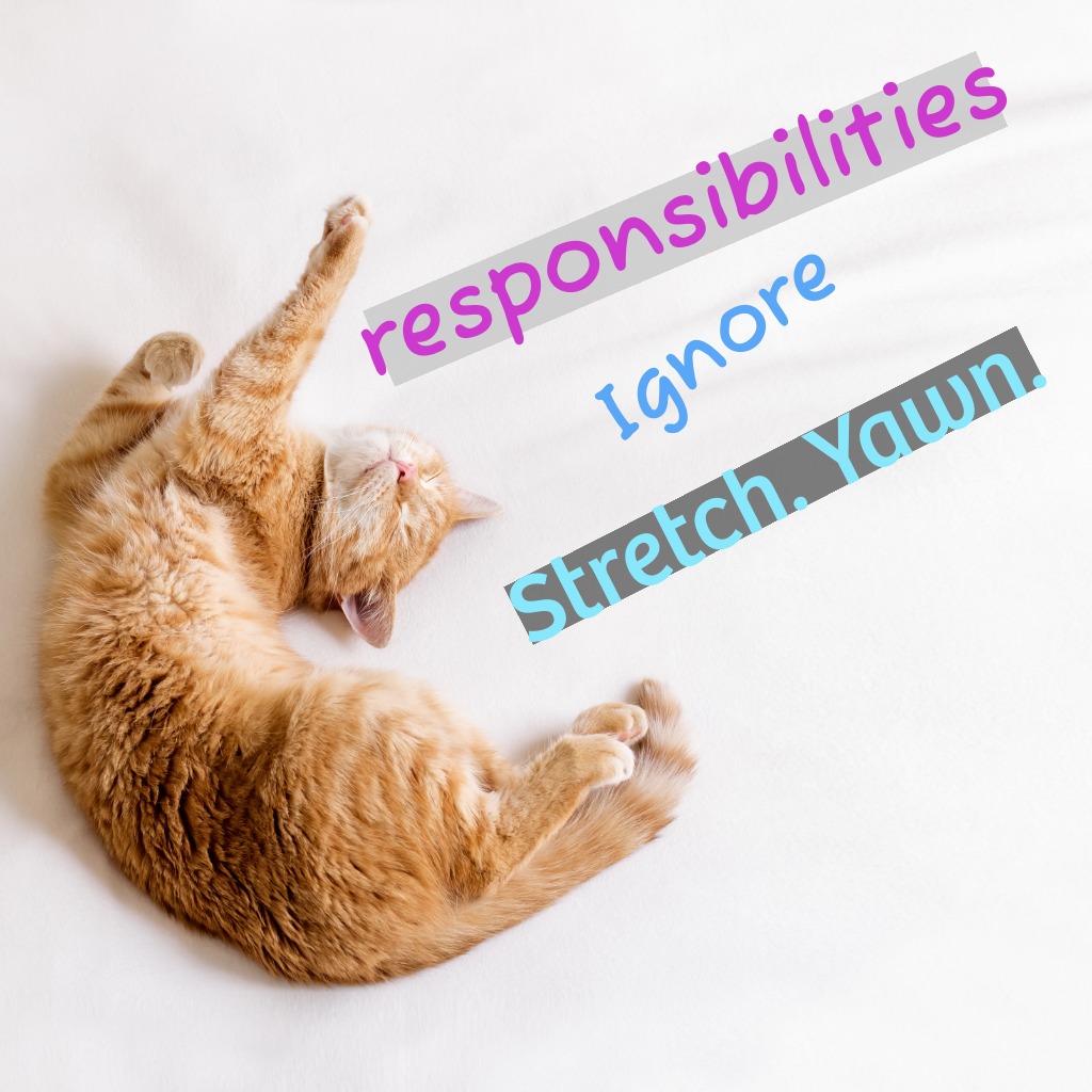 Morning Stretch Cat | Good Morning Images With Cats quotes and wishes