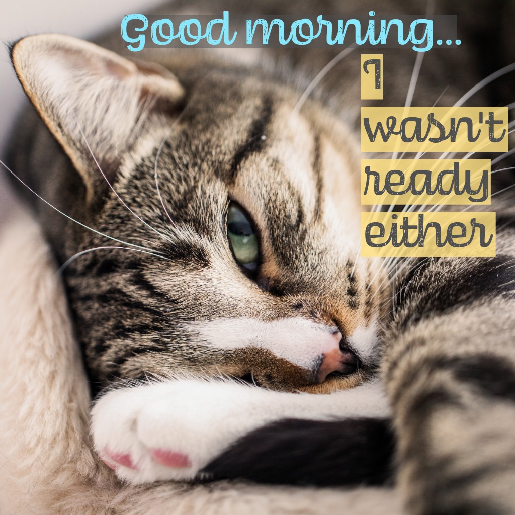 Not Ready Yet Cat | Good Morning Images With Cats quotes and wishes