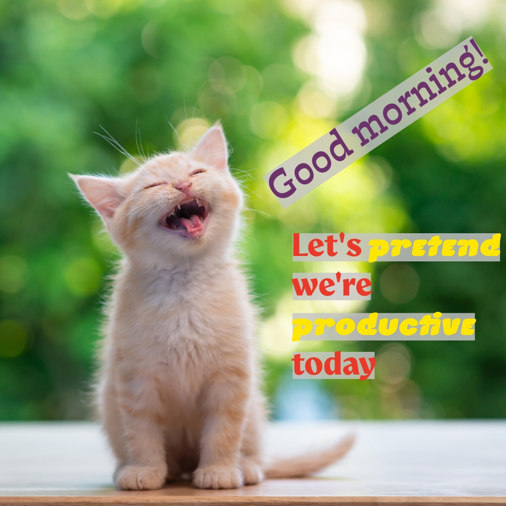 Productive Today Cat | Good Morning Images With Cats quotes and wishes