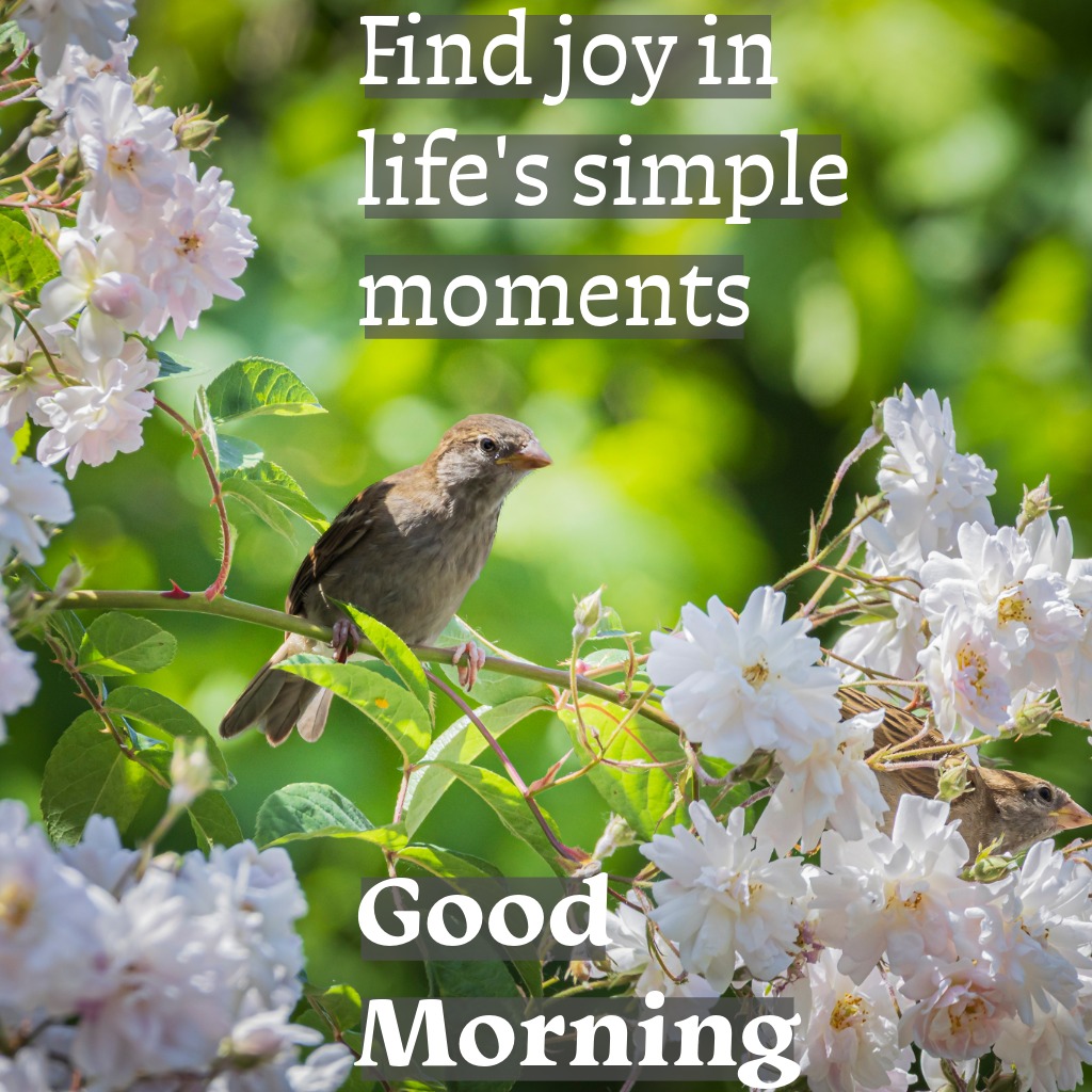 Sparrow Garden Morning | Good Morning Images with Birds quotes and wishes