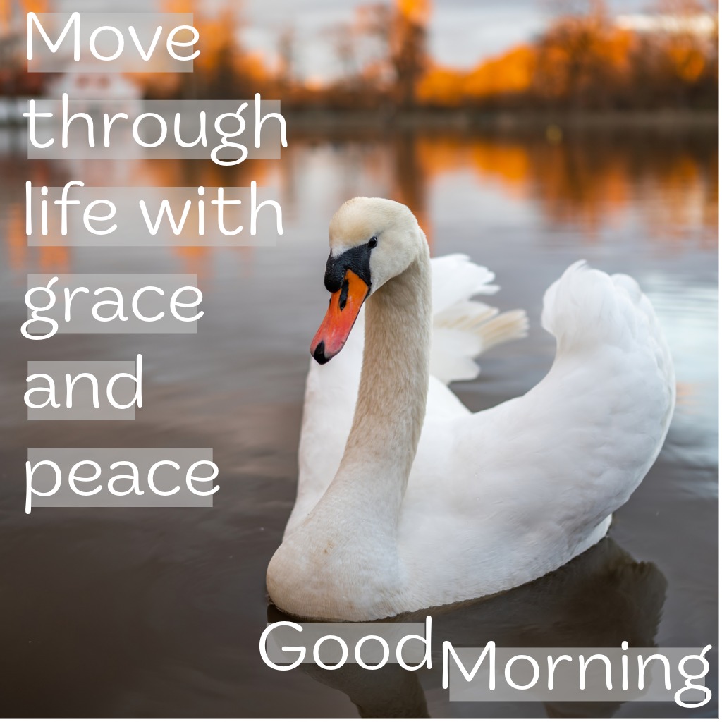 Swan Morning Serenity | Good Morning Images with Birds quotes and wishes