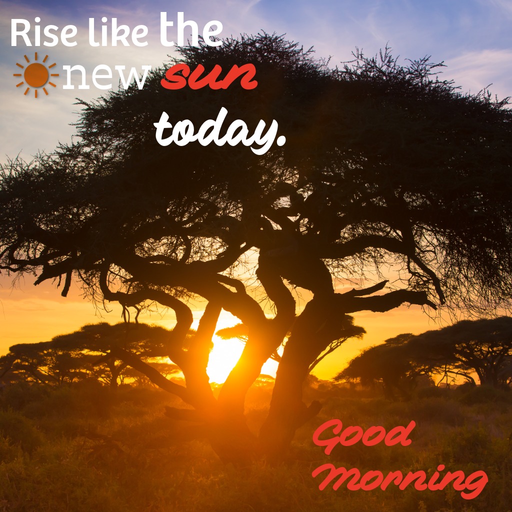 Tree shadowing raising sun | Good Morning Sunshine Images quotes and wishes
